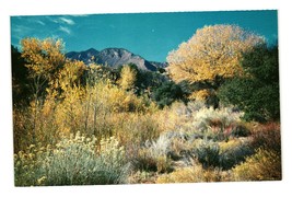 Vintage Postcard Western Desert Plants Shrubs Landscaping Drought Mountains - £5.78 GBP