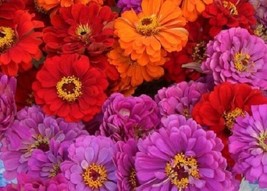 US Seller 50 Magellen Mix Dwarf Zinnia Long-Lasting Annual Flower Seeds New Fres - $21.20