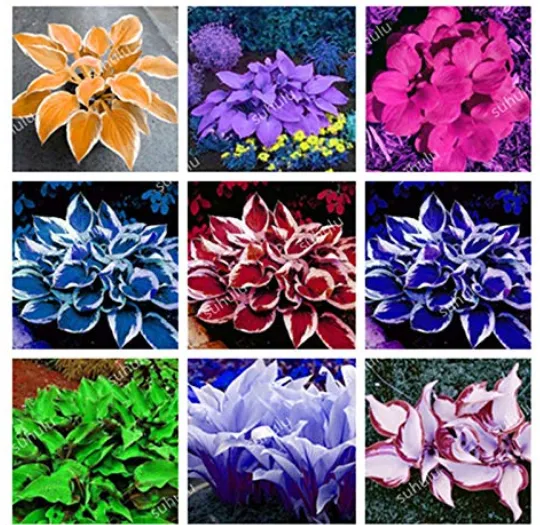 150 pcs Beautiful Hosta Perennials Lily Flower Bonsai Ornamental Garden Plants - £6.28 GBP