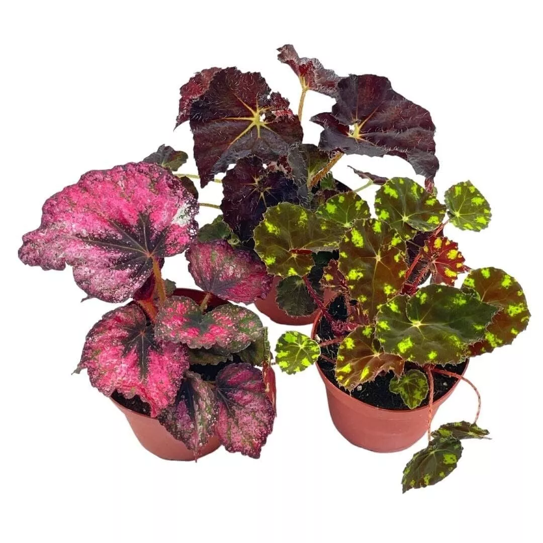 Begonia Rex Assortment Warm Colorful Summer 4 in Set - £51.51 GBP