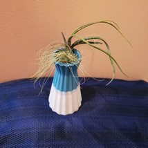 Blue and White Ceramic Vase with Air Plants, Air Plant Gift, Mothers Day image 2