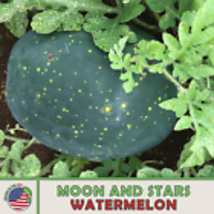 Moon and Stars Watermelon Seeds, Heirloom, Non-GMO, Genuine USA 10  Seeds - £8.98 GBP