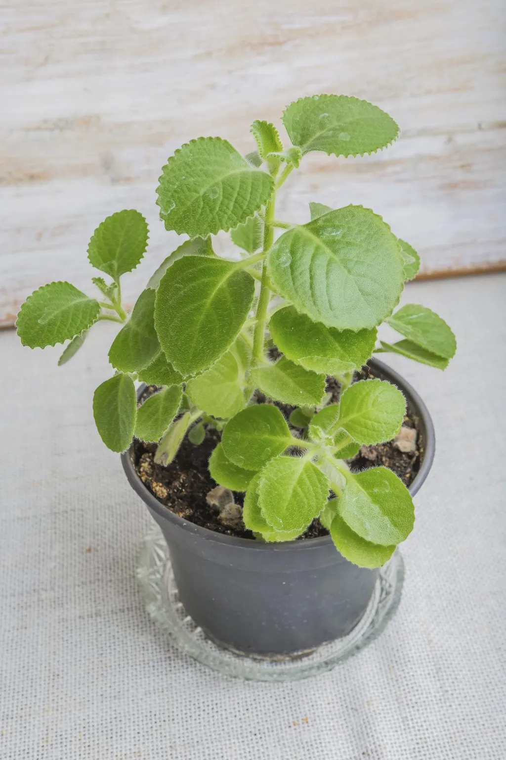 FROM US 5-7 Inc 2 Plant Mexican Mint Cuban Oregano Spanish Thyme EC14 - £29.64 GBP