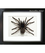 Tarantula Spider Brazilian Orange Banded Acanthoscurria Juruenicola XL S... - $175.22 CAD