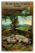 Suckling Pigs Only Suckers We Have in Syracuse New York NY 1912 DB Postcard P23 - £3.47 GBP
