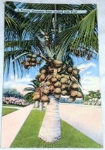 VINTAGE Florida Postcard Coconut Palm Fruit - £2.76 GBP