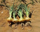 Texas Grano 502 Onion 100 Seeds Early Grano Variety Sizes - $8.99