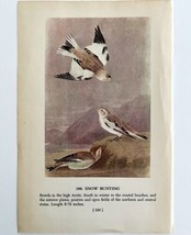 Snow Bunting 1950 Lithograph Art Print Audubon Bird First Edition DWU14F - £23.59 GBP