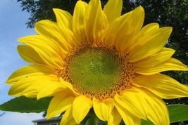 500 Seeds Organic Sunflower Mammoth Russian - £15.73 GBP