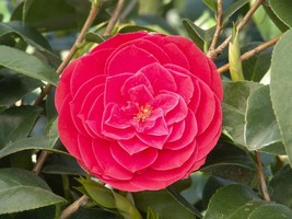 TOM KNUDSEN**Unique Blooms**Camellia Japonica-Live Starter Plant - £17.93 GBP