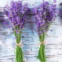  True Lavender 600+ Seeds (Lavandula Angustifolia) - Perennial NON-GMO Herb Usa - £7.83 GBP