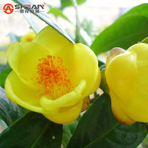 100Seeds Yellow Camellia Seeds Potted Plants Terrace Garden Flower Seeds - $30.00