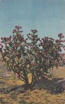 Cholla Cactus Stockton California CA 1956 to Nevada MO Postcard B20 - £2.34 GBP