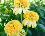 Lemon Drop Coneflower 50+ Pure Seeds Echinacea Perennial Flowers Flower - $5.99