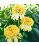 Lemon Drop Coneflower 50+ Pure Seeds Echinacea Perennial Flowers Flower - £4.78 GBP
