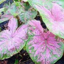 Hot New 200  pcs/Bag Imported Caladium Plant Outdoor &amp; Indoor Perennial Flowers  - £5.78 GBP