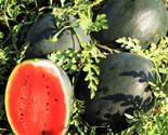 30 Seeds Giant Black Diamond Watermelon Seeds Heirloom Organic/   3050Lb... - $8.99
