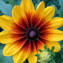 SGHOST 4000 Gloriosa Daisy Indian Summer Rudbeckia Hirta Flower Seeds * USA Sell - $10.61