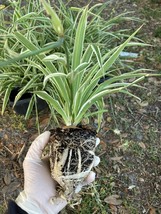 Variegated Spider Airplane Plants White Stripe Down the Center 1 Live Plant - $6.93
