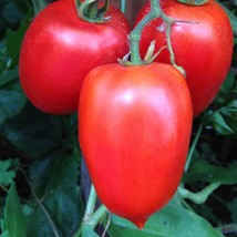 Sheboygan Tomato Seeds Gardening USA Shipping - $10.00