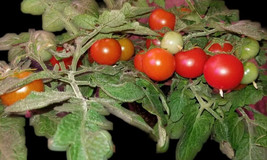 New Fresh Seeds Snegirjok Micro Dwarf Tomato 12 Seeds - $3.94