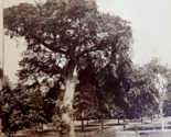 Old Elm Tree Boston Common Massachusetts 1867 John Soule Stereoview Photo - £7.07 GBP