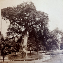 Old Elm Tree Boston Common Massachusetts 1867 John Soule Stereoview Photo - £7.04 GBP