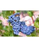 Grapes, Wine - (Vitis vinifera) - 35 Seeds - $8.99