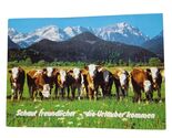 Postcard Hereford Cows Cattle In Grass Pasture Farm Animals Chrome Unposted - $4.92