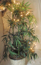 Lighted Faux Plant - $25.00