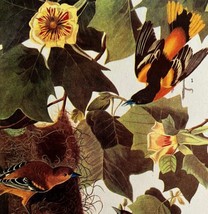 Baltimore Oriole Bird 1946 Color Art Print John James Audubon Nature DWV2H - £23.69 GBP