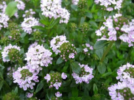150 seeds  Creeping Winter Savory Satureja Montana Herb Flower - £6.74 GBP
