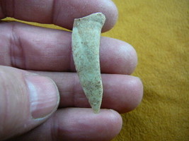 (f510-5) 1-1/8&quot; Enchodus Saber toothed Herring fish tooth Fossil I love ... - $14.01