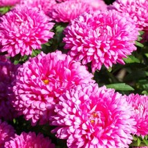 New Fresh Seeds Aster Seeds Aster Callistephus Dwarf Milady Rose Flower ... - $13.06