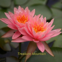 1 Professional Pack, 1 seeds / pack, Justin Pink Water Lily Nymphaea Flower Seed - £6.88 GBP