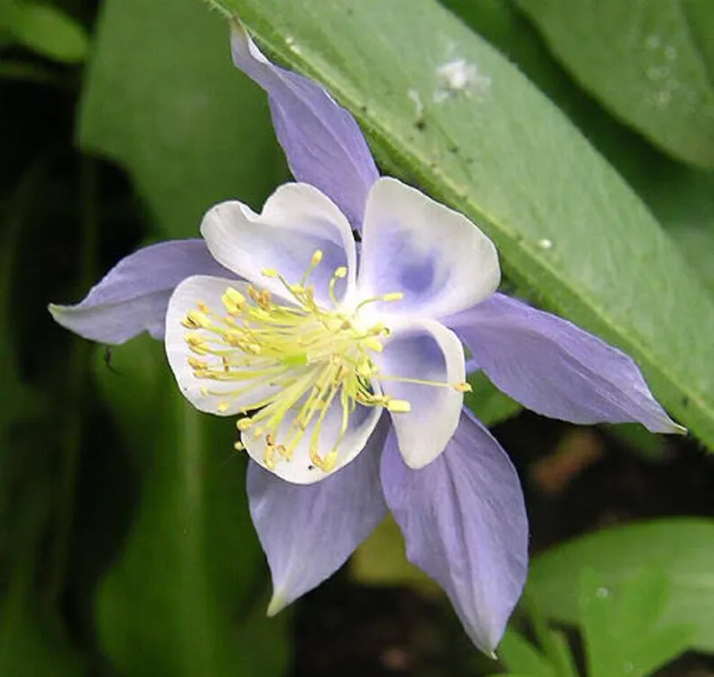 Blue Rocky Mountain Columbine Flower Aquilegia Caerulea 300 Seeds - £7.55 GBP