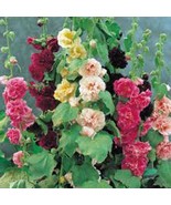 HOLLYHOCK SEED, PINK, RED &amp; YELLOW 100 SEEDS ORGANIC HOLLY HOCK - £4.82 GBP