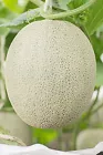  Hales Best Jumbo Melon Seeds, NON-GMO, Cantaloupe, Muskmelon  25+ Seeds - $7.10