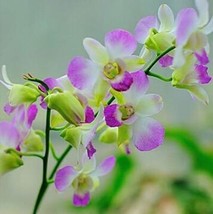 USA SELLER Senior Ornamental Orchid Water Pink &amp; Greenish White Fresh Seeds - $13.82