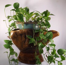 Burled Walnut Stump Magazine / Plant Stand Beautifully Finished Unusual Piece - $74.95
