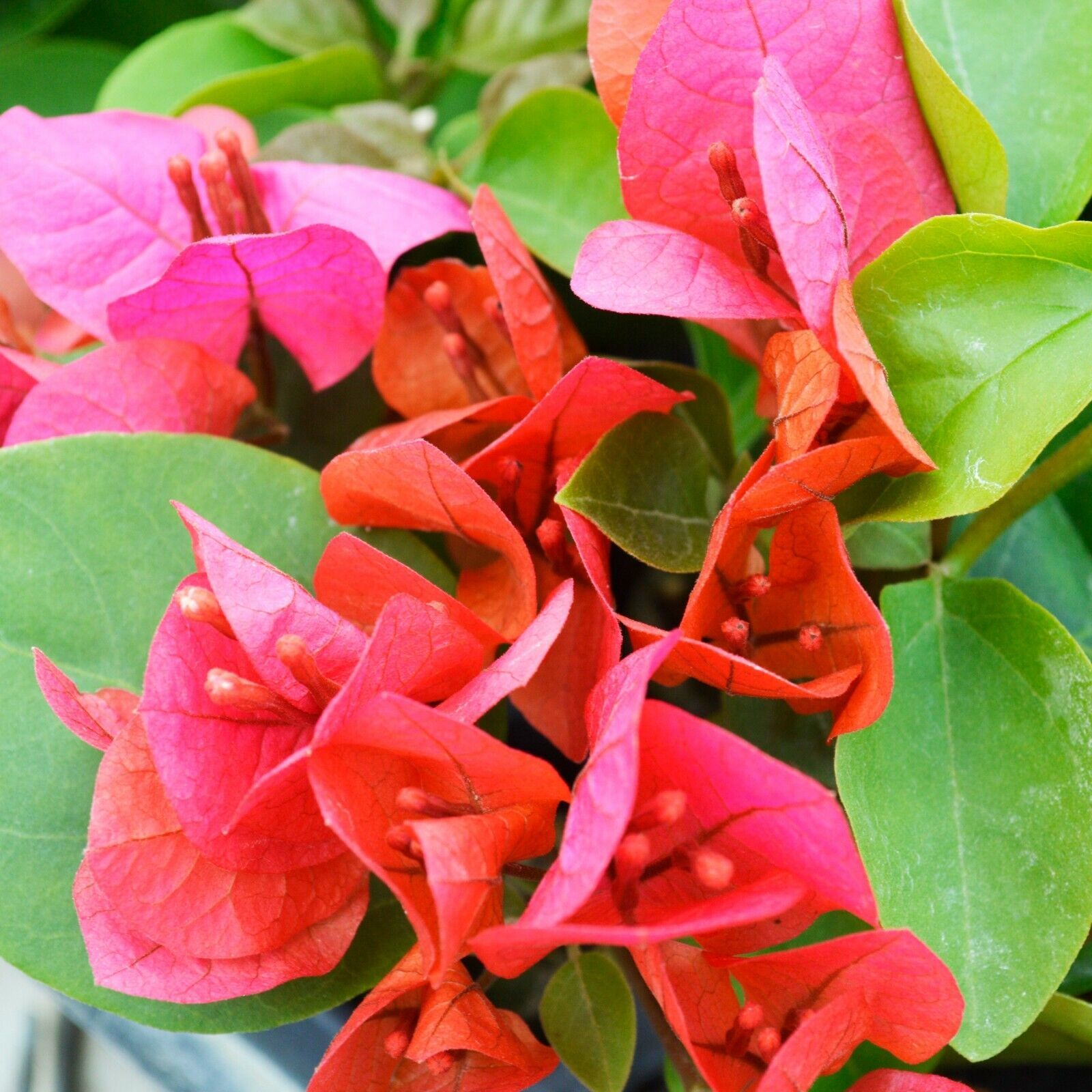 starter/plug plant Well Rooted JAMES WALKER Bougainvillea SHIPS BARE ROOT - $33.98