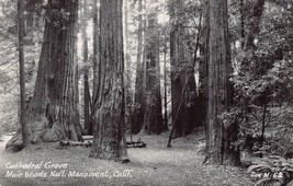 Muir Woods National Park California Ca~Cathedral GROVE~1950s Real Photo Postcard - £7.34 GBP
