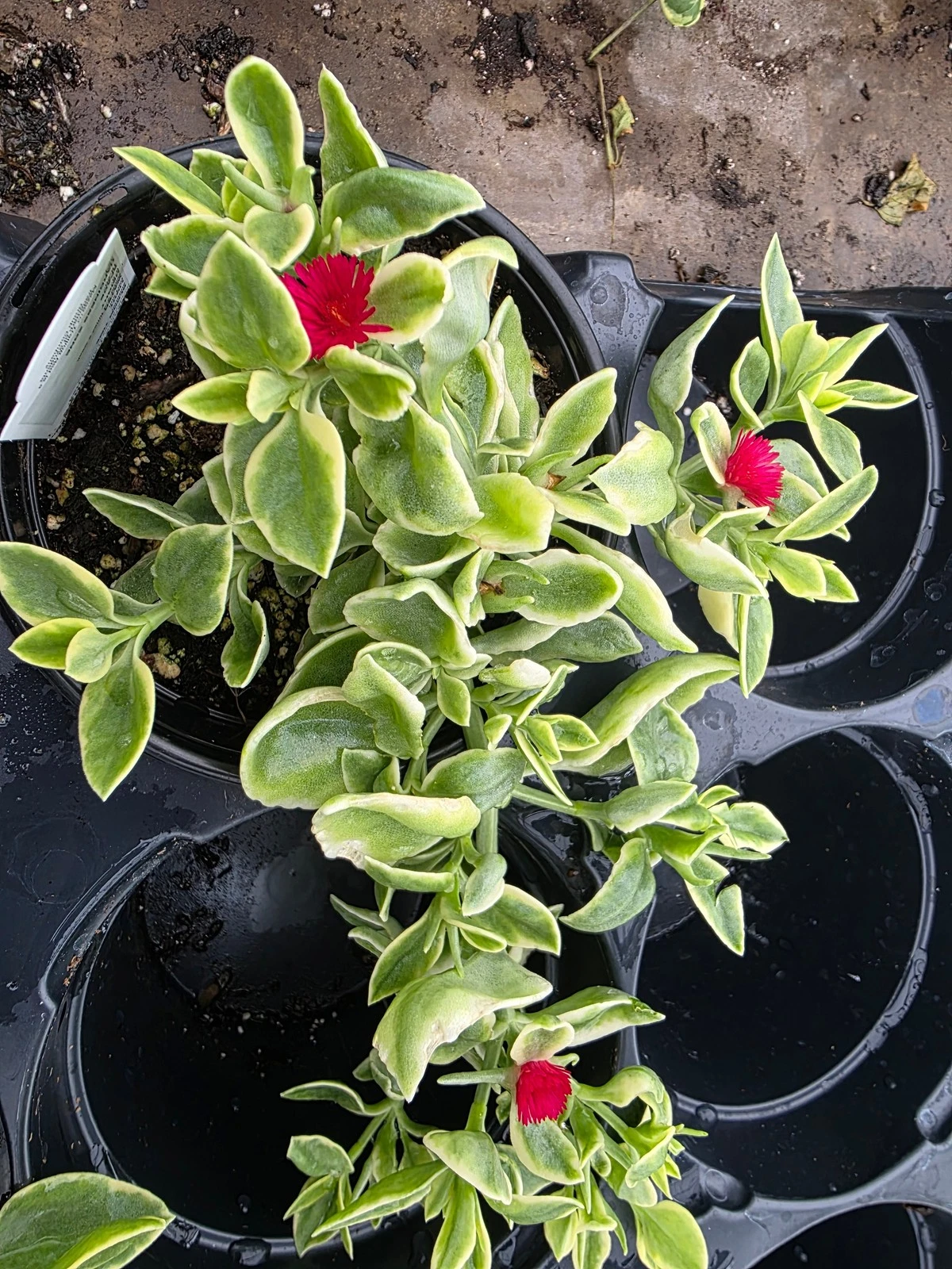 Variegated Dorotheanthus Red (aptenia)/Livingstone Daisy. Baby Sun Rose - $29.45