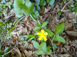 Wild Strawberry/Indian Strawberry (Duchesnea indica) Ground Cover- 4 Plants - $15.79