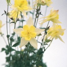 Aquilegia Columbine Swan Yellow Garden Flowers 30 Seeds USA Fast Shipping - $19.99