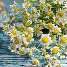 Grow In US 500 Seeds Herb Roman Chamomile Medicinal Heirloom Fragrant Perennial - £8.00 GBP