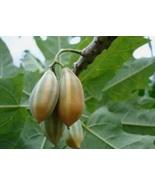 25 Oak Leaved Papaya Seeds for Garden Planting Fast SHIPPING - $11.11