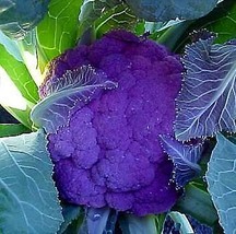 Fresh Purple Cauliflower 40 Seeds Low Carb Veggie US Seller - £15.44 GBP