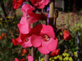 FRESH Penstemon Superbus Seed - £5.98 GBP