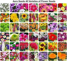 Aero Seeds 40 Varieties of Flower Seeds Combo For Your Garden Beautiful Bloom  - £15.02 GBP